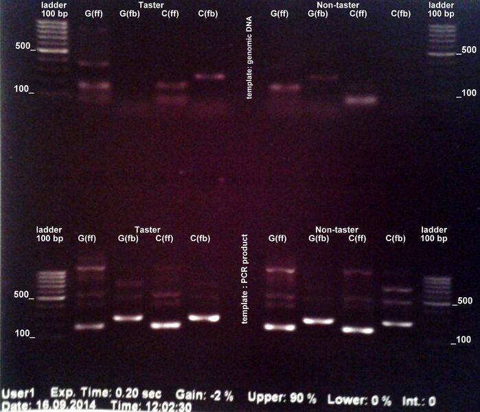 File:Electrophoresis GA 16.09.jpg