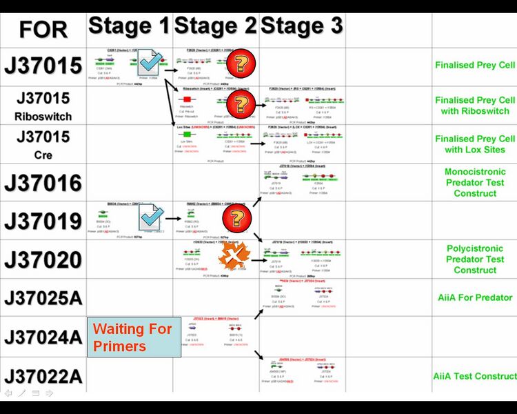 File:Ligation Update 0708.JPG