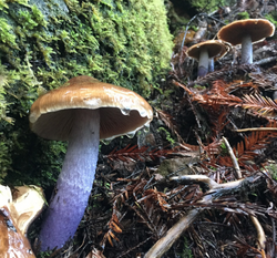 Mushrooms producing a gelatinous substance.