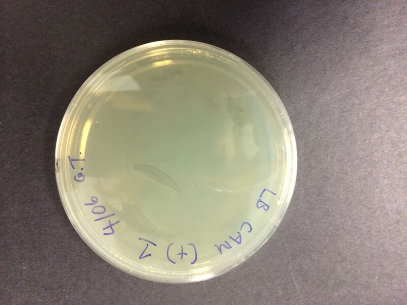 File:Overnight LB AceB dil2.JPG