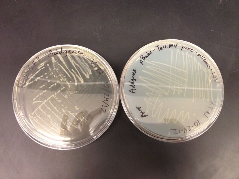 File:Plate Cultures.JPG