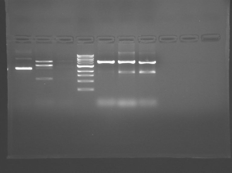 File:S09 M1D5 WF Grey.BMP