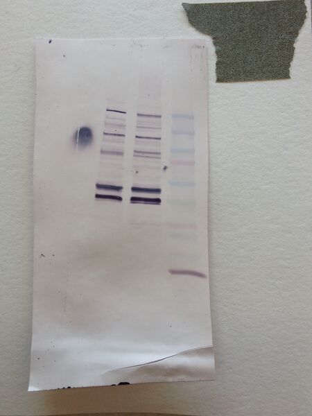 File:S14 M2D4 WF-Sil.JPG