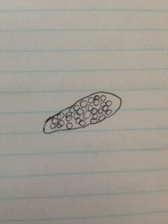 File:Transect unknown protist2.JPG