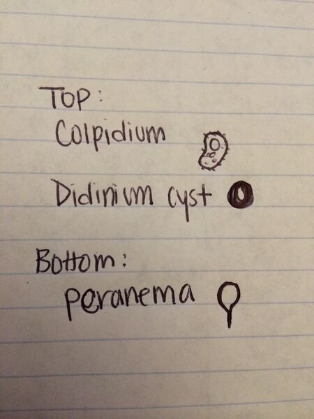 File:Bio210 S2 Lab 2- Procedure II.jpg
