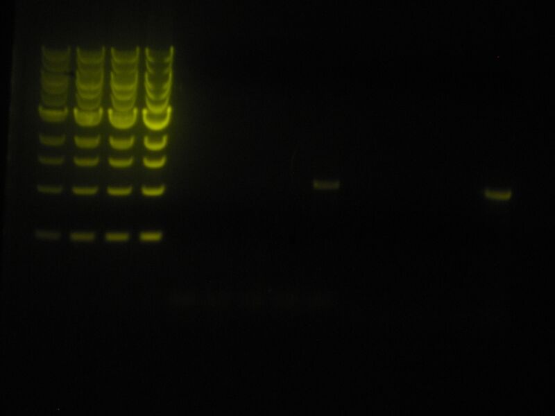 File:Capture 00019.JPG