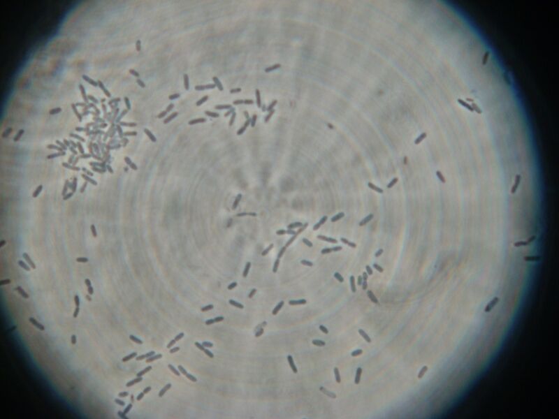 File:IC07 image155.jpg