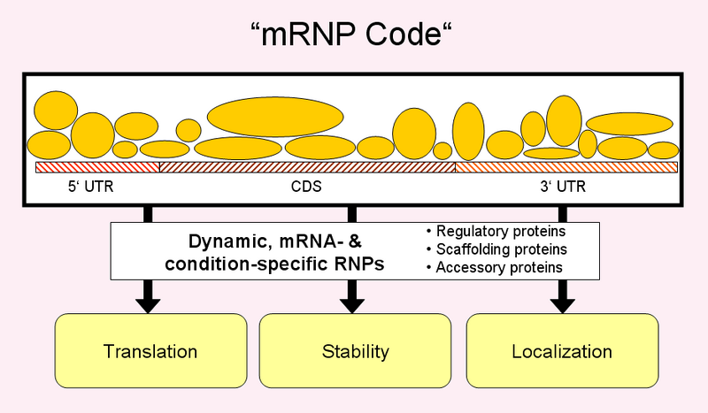 File:MRNP code.TIF