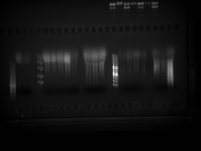 File:PCR2.tif