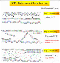 The mechanism of the Open PCR machine.