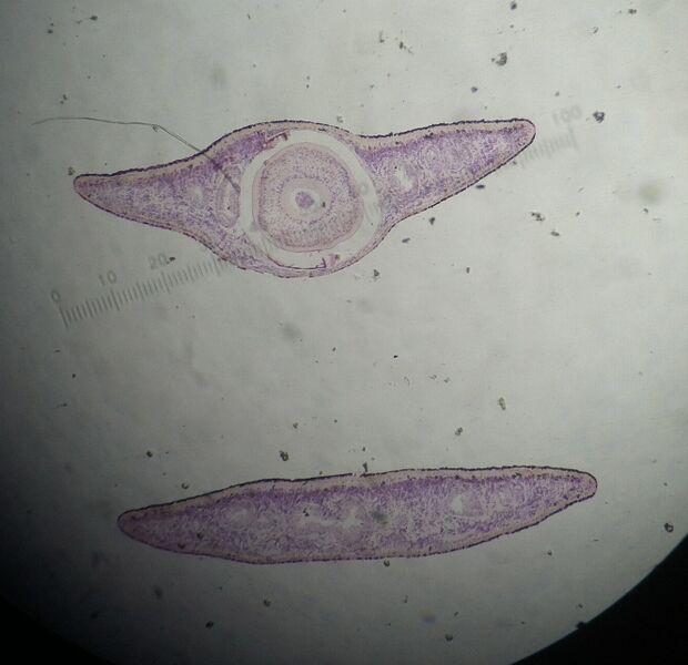 File:PlanariaJCM.jpg