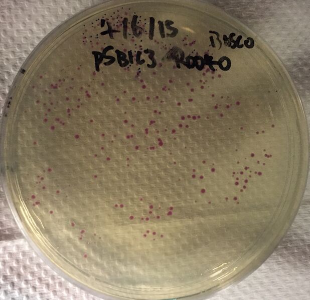 File:Plate Bosco.JPG