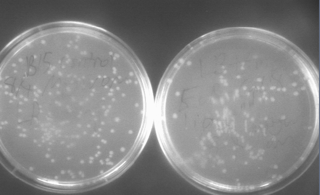 File:84 colonies 1.jpg