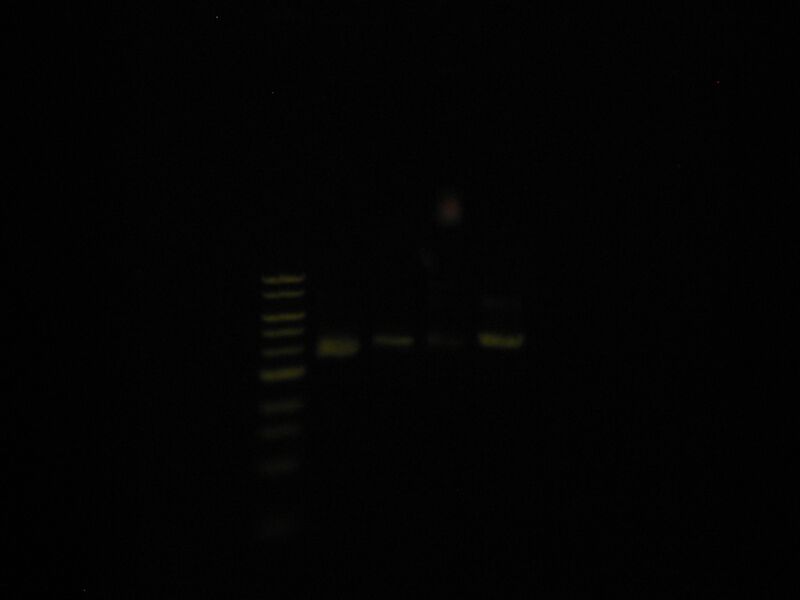 File:Capture 00045.JPG