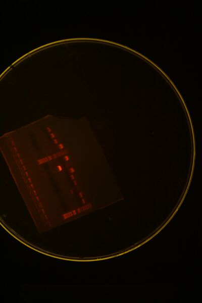 File:Colony PCR 2245+1091 First try.JPG