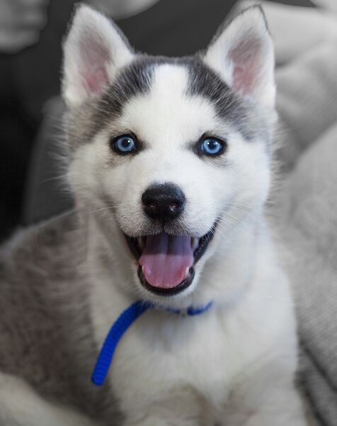 File:Husky puppy.JPG
