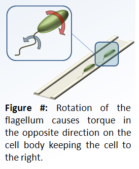 Micro Channel Swimmer