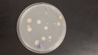 File:Rsz 1rsz 120160129 094255.jpg