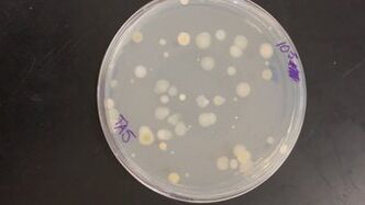 File:Rsz 1rsz 20160129 094308.jpg