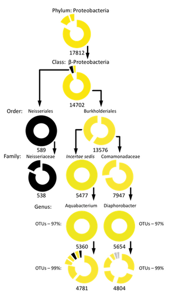 File:Skin Proteobacteria.png