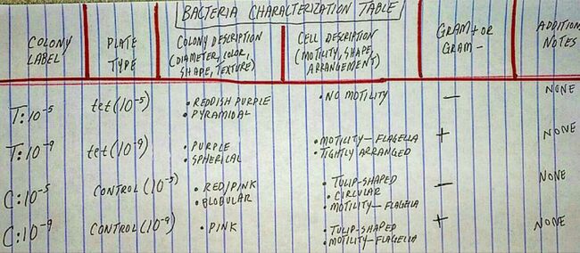 bacteria characterization table