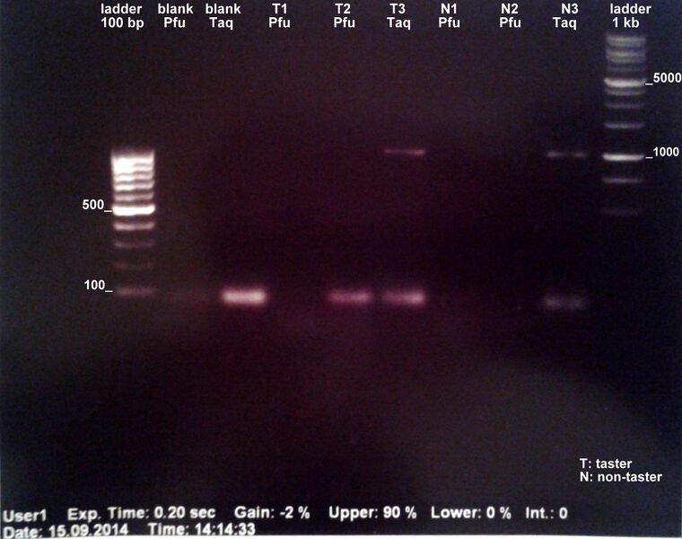 File:Electrophoresis GA 15.09.jpg