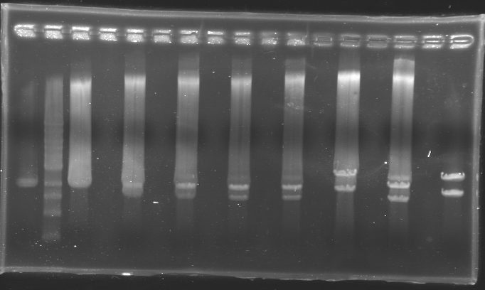 File:Gel0509 2uncut.jpg