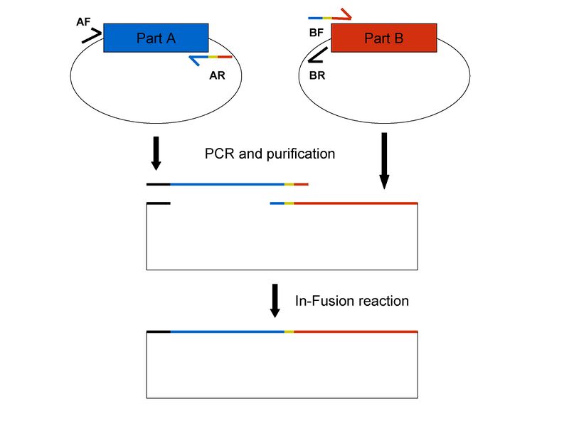 File:In-fusion biobrick assembly.jpg