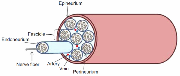 Diagram of the type of PNS nerve bundle that grafting and suturing are used on [9]
