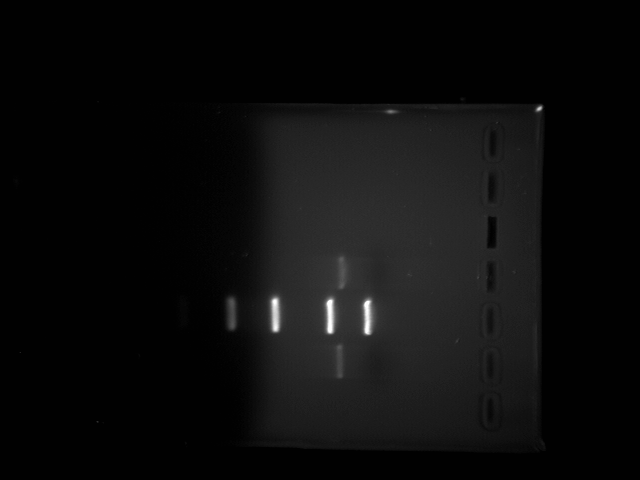 File:Purification gel.jpg