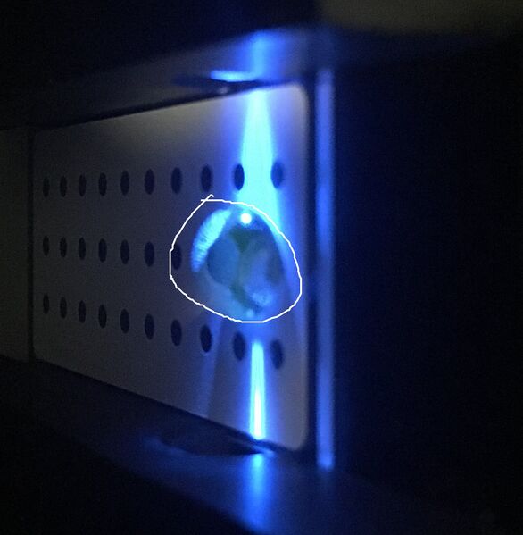 File:Zero calf thymus.jpg