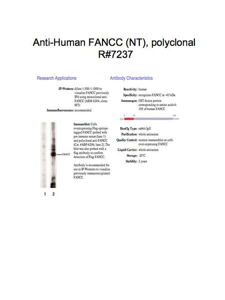File:AntibodyFANCC(NT).jpg