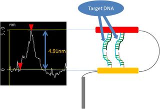 Fig.2.2.3.2 Analysis image of closing DNA Shell