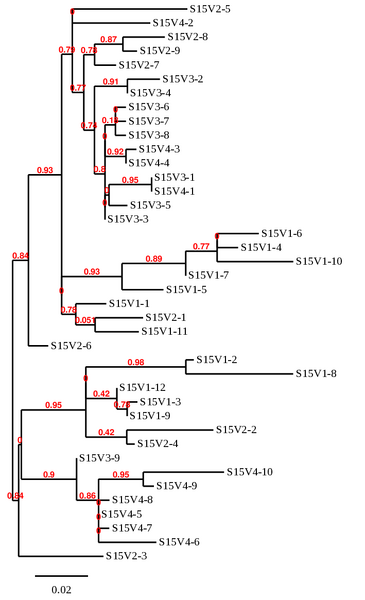File:CDphylo treesub15.png