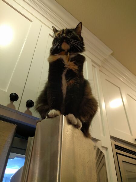 File:My Cat Nooch 2.jpg