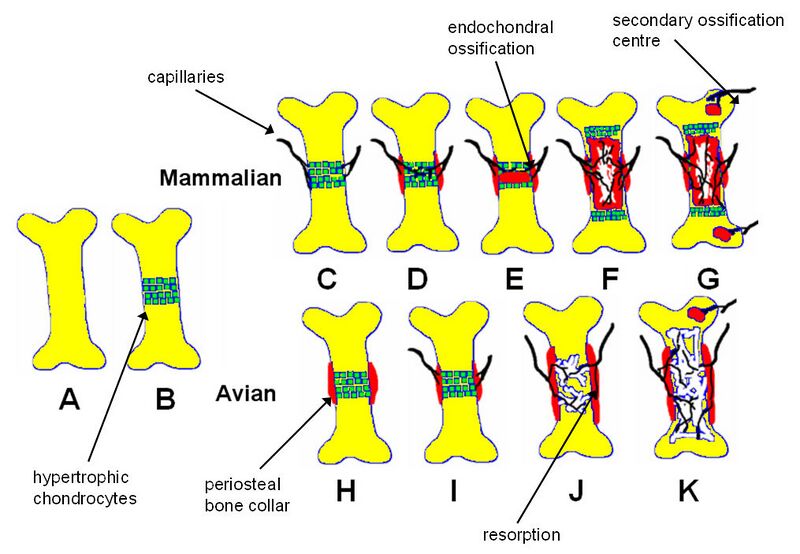 File:Nowlan ANYAS.jpg
