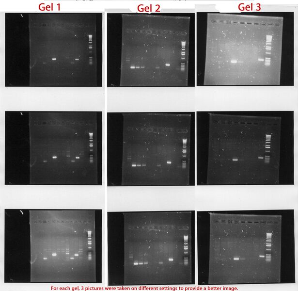 File:PCR Mar 17 Gels-Combined.jpg