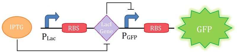 File:SyntheticCircuitDiagram.jpg