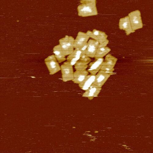 Templated Design 3 D-DNA (1μm)