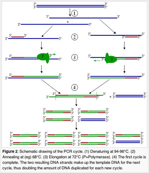 File:BME103 Group4 PCR.jpg