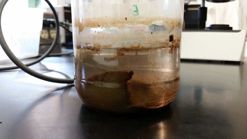 File:Final Hay Infusion.jpg