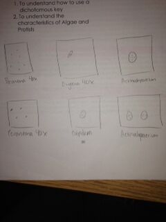 File:Organisms 141561.jpeg