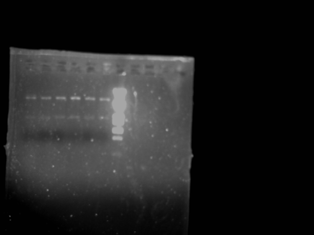 File:PKU-080723 pGREG504 cut.tif