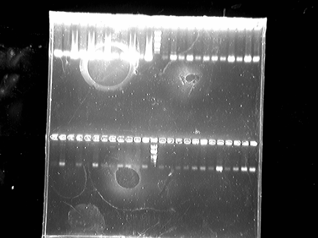 File:PKU-9-7 gal4mutation检测 touchdownFastPCR 741-915.tif