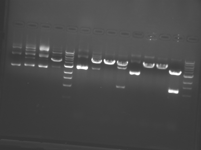 File:Pink WF Restriction.BMP