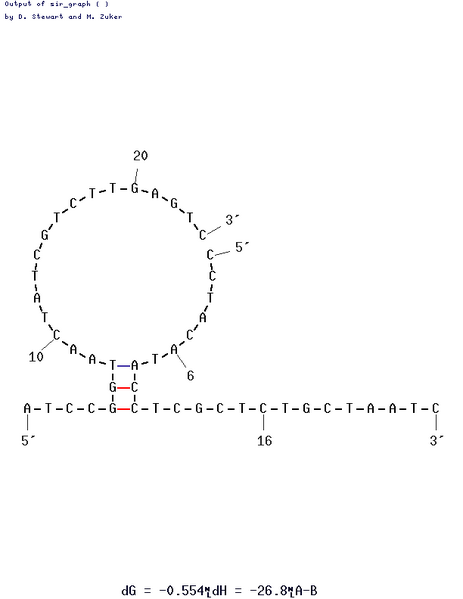 File:Primer hybrid.png