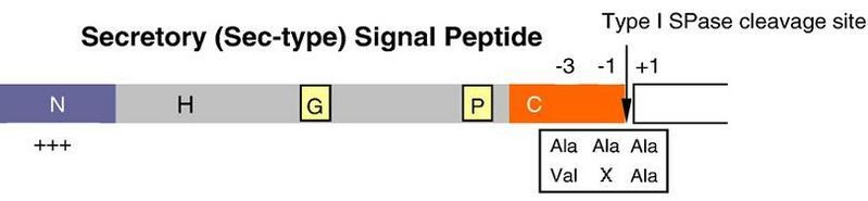 File:Signalpeptide.JPG