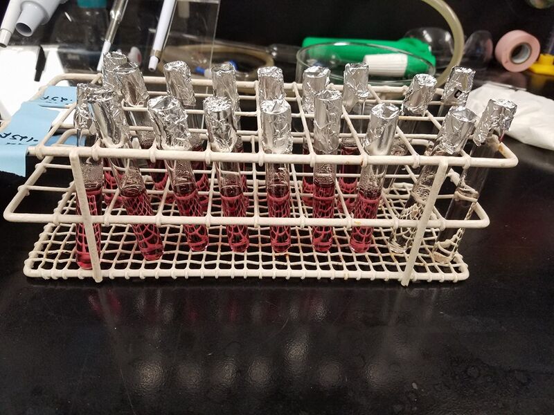 File:160913 0.125 AU NP