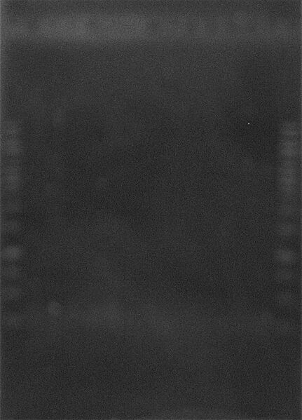 File:ColonyPCR 30Sep2010 1.JPG