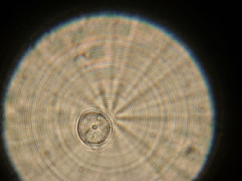 File:IC07 image096.jpg